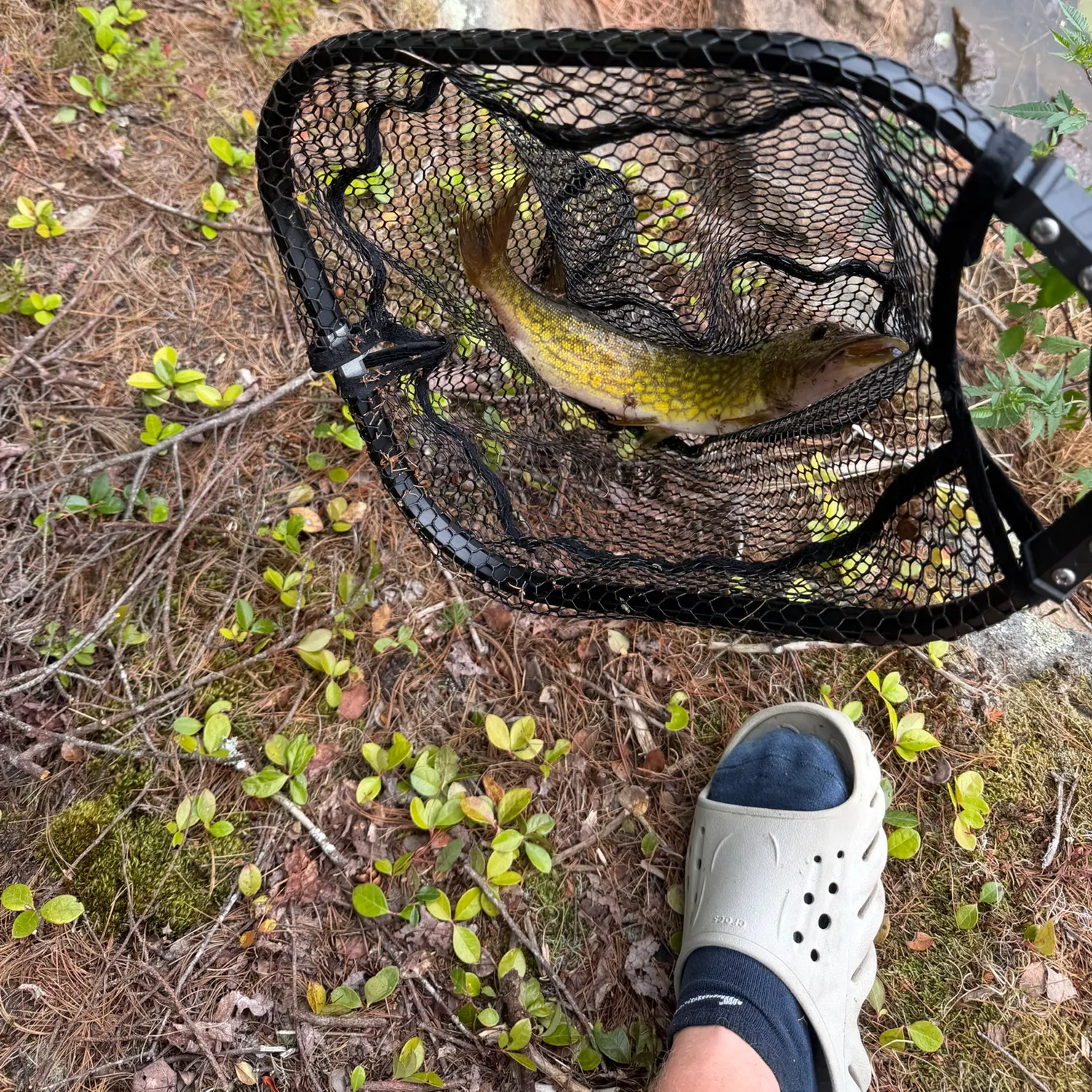 Chain pickerel caught on Fishbrain
