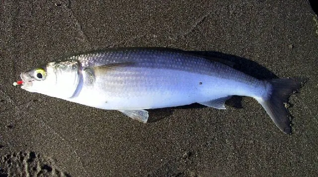 Yellow-eye mullet