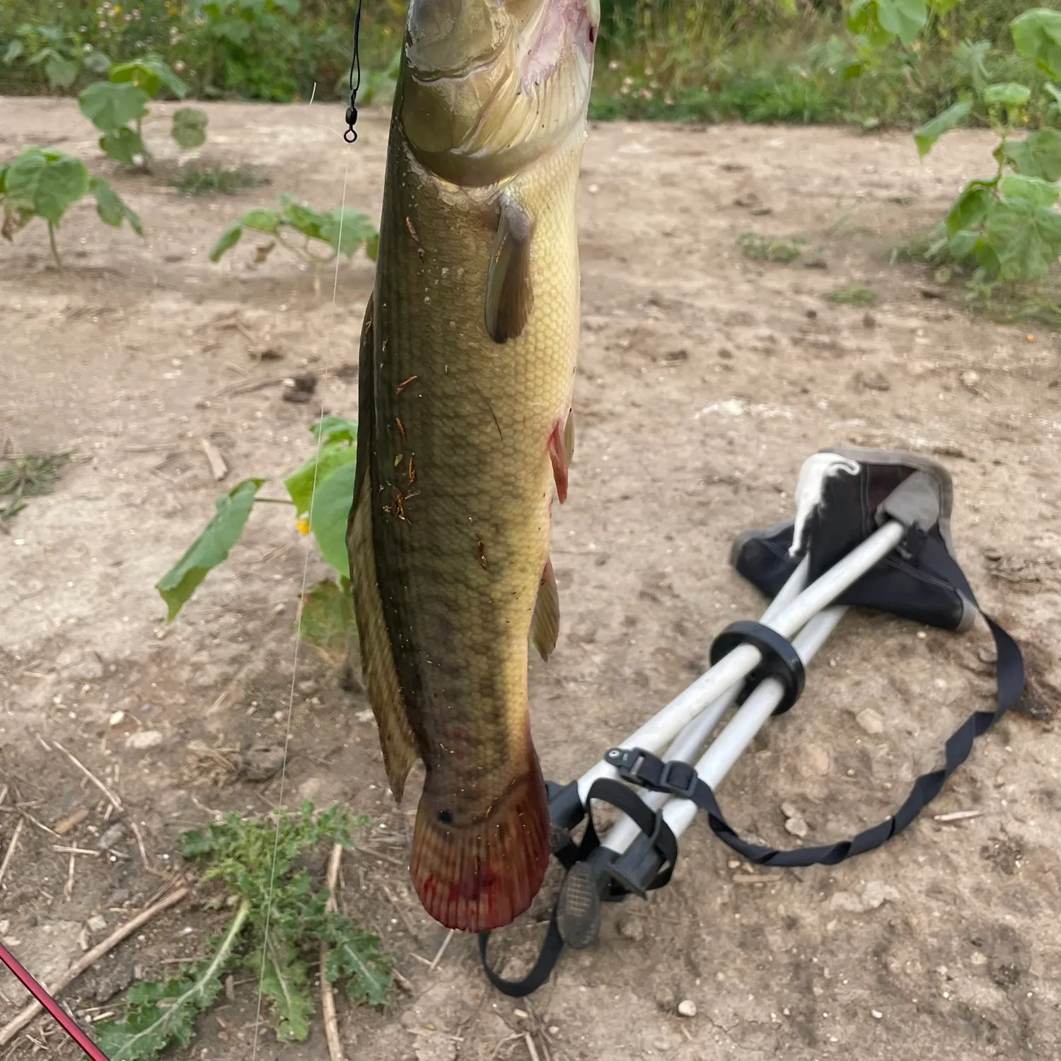 The most recent Eyetail bowfin catches on Fishbrain