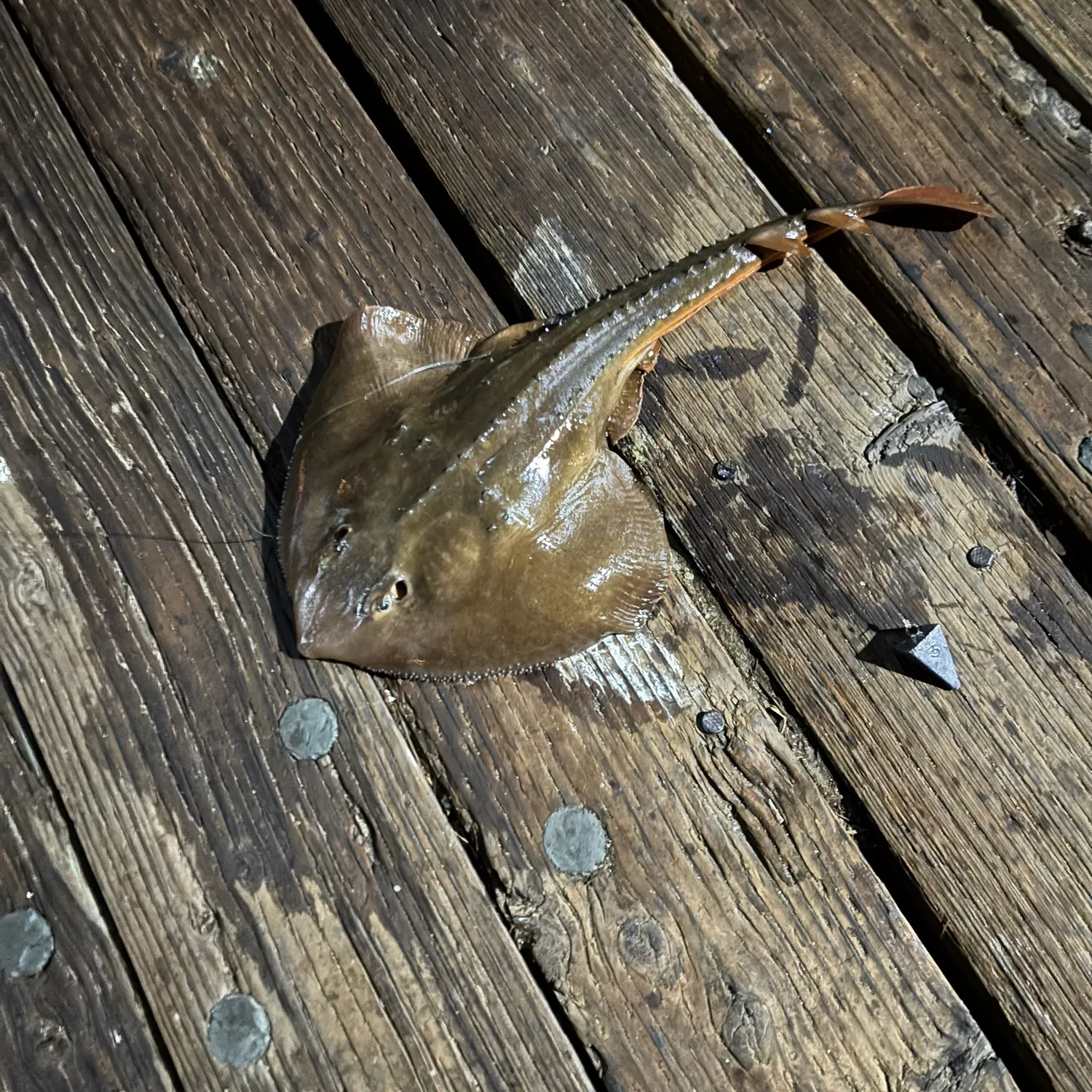 The most recent Thornback ray catches on Fishbrain
