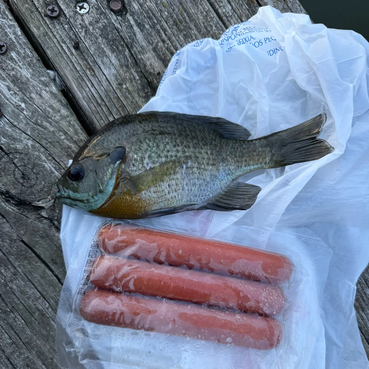 Bluegill caught on Fishbrain
