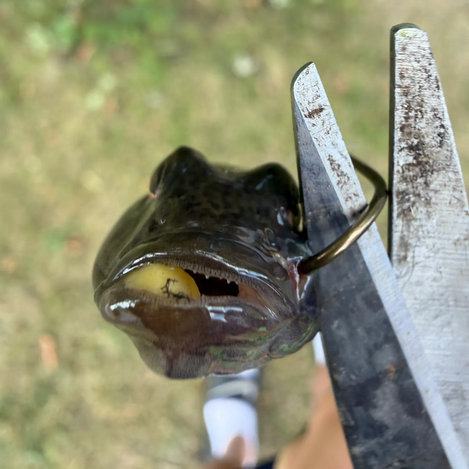Round goby caught on Fishbrain