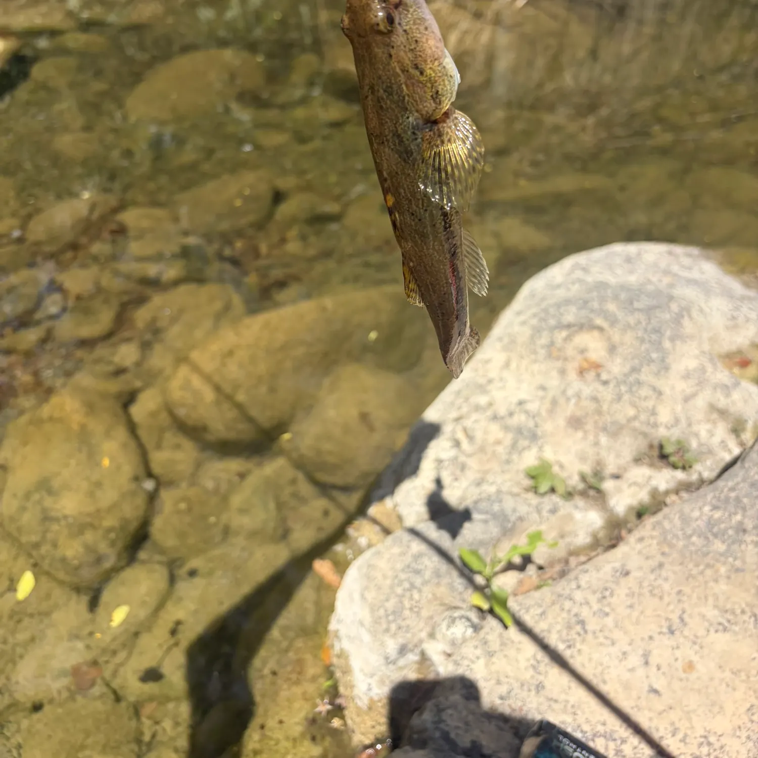 Fish caught on Fishbrain
