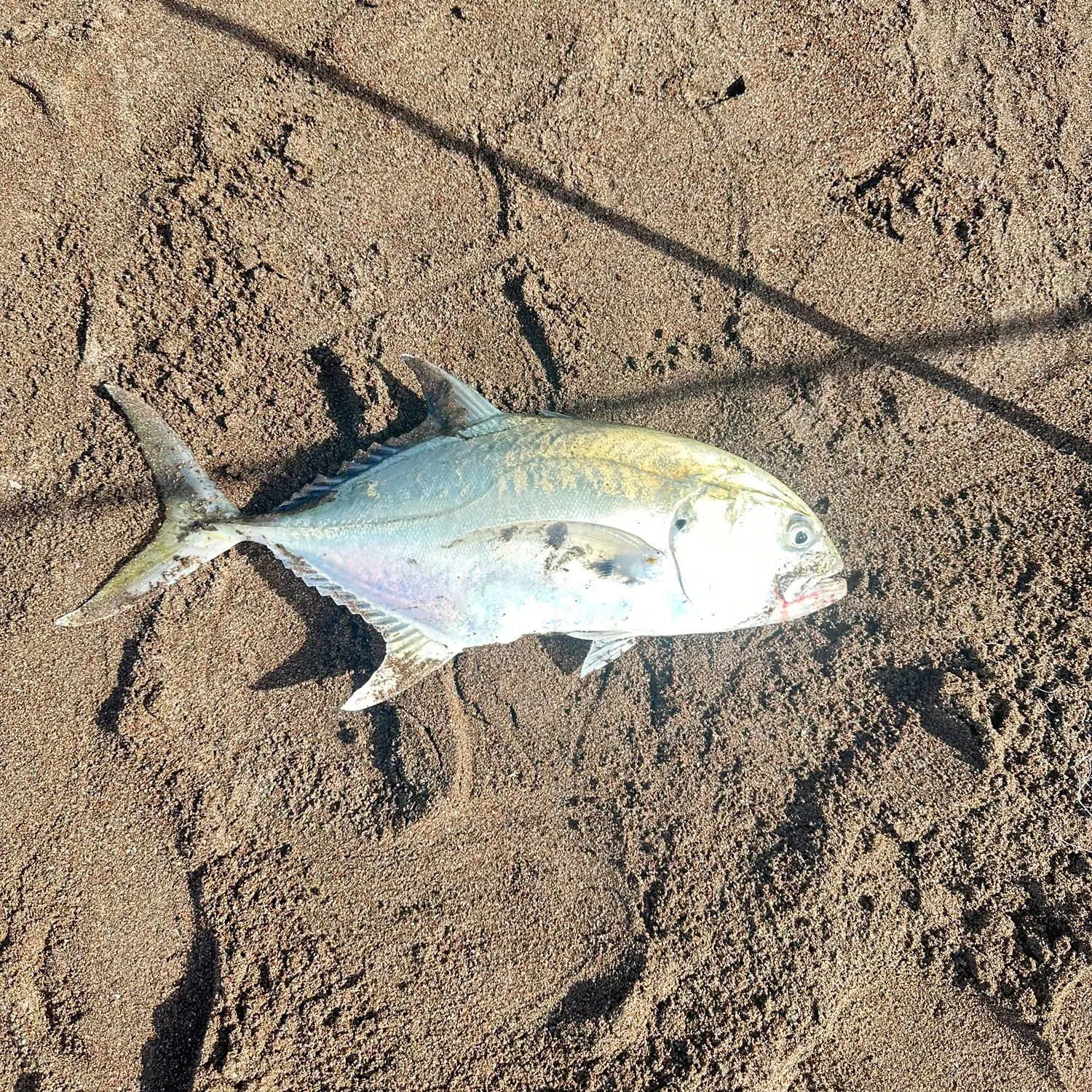 The most recent Pacific crevalle jack catches on Fishbrain