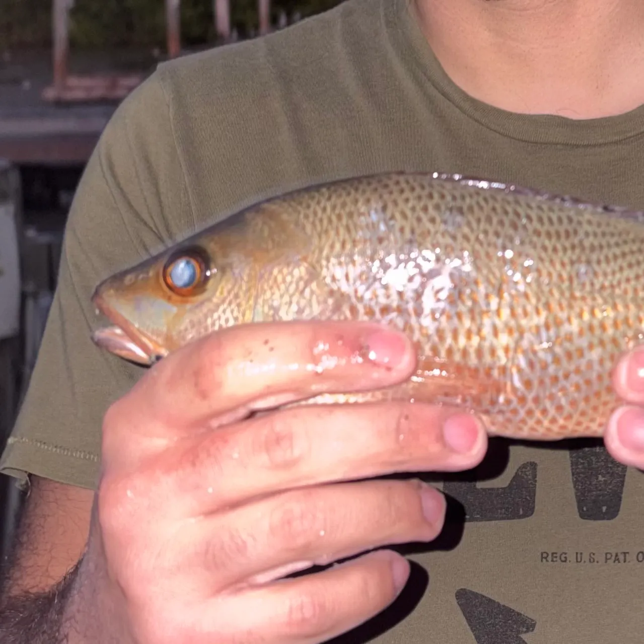 The most recent Mangrove snapper catches on Fishbrain