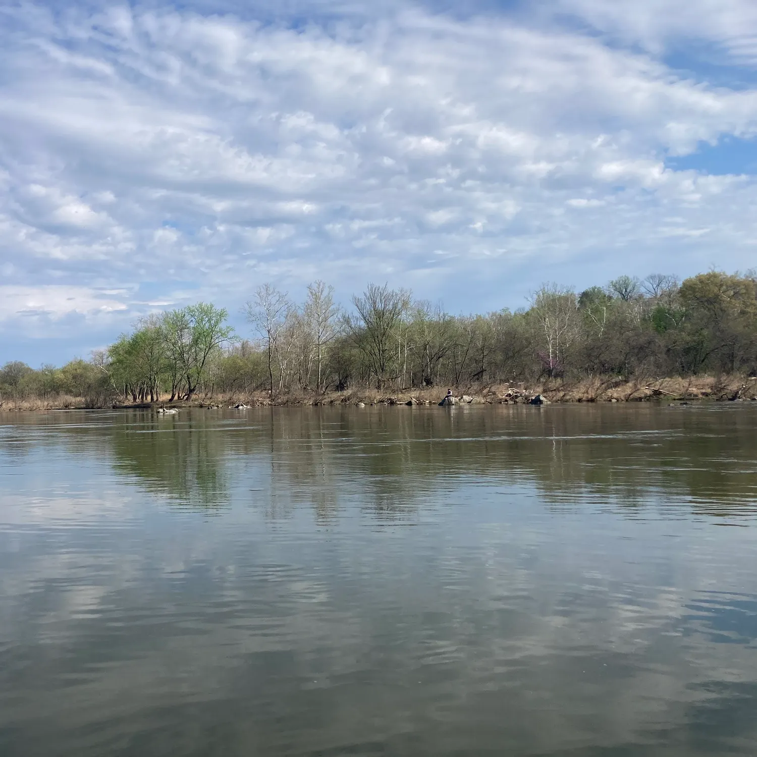 The most recent Hickory shad catches on Fishbrain