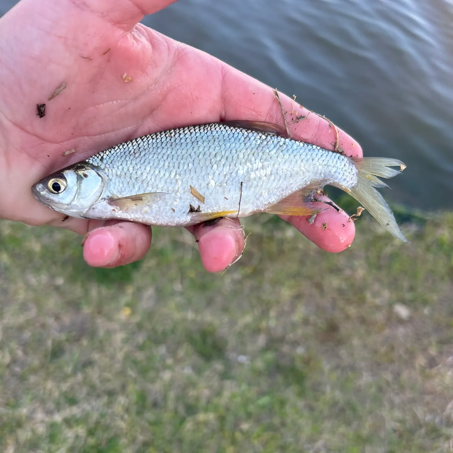 The most recent White bream catches on Fishbrain
