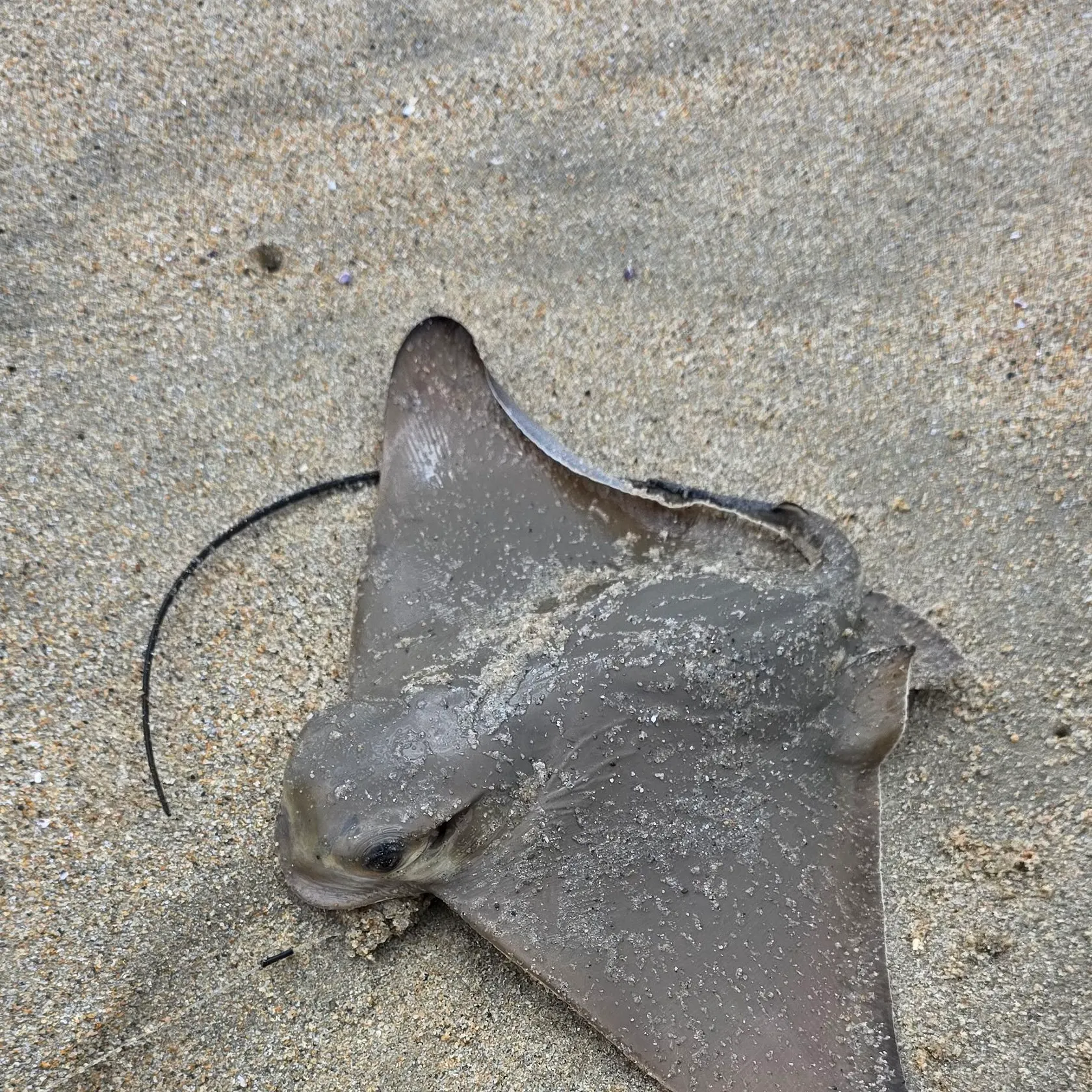 The most recent Bat eagle ray catches on Fishbrain