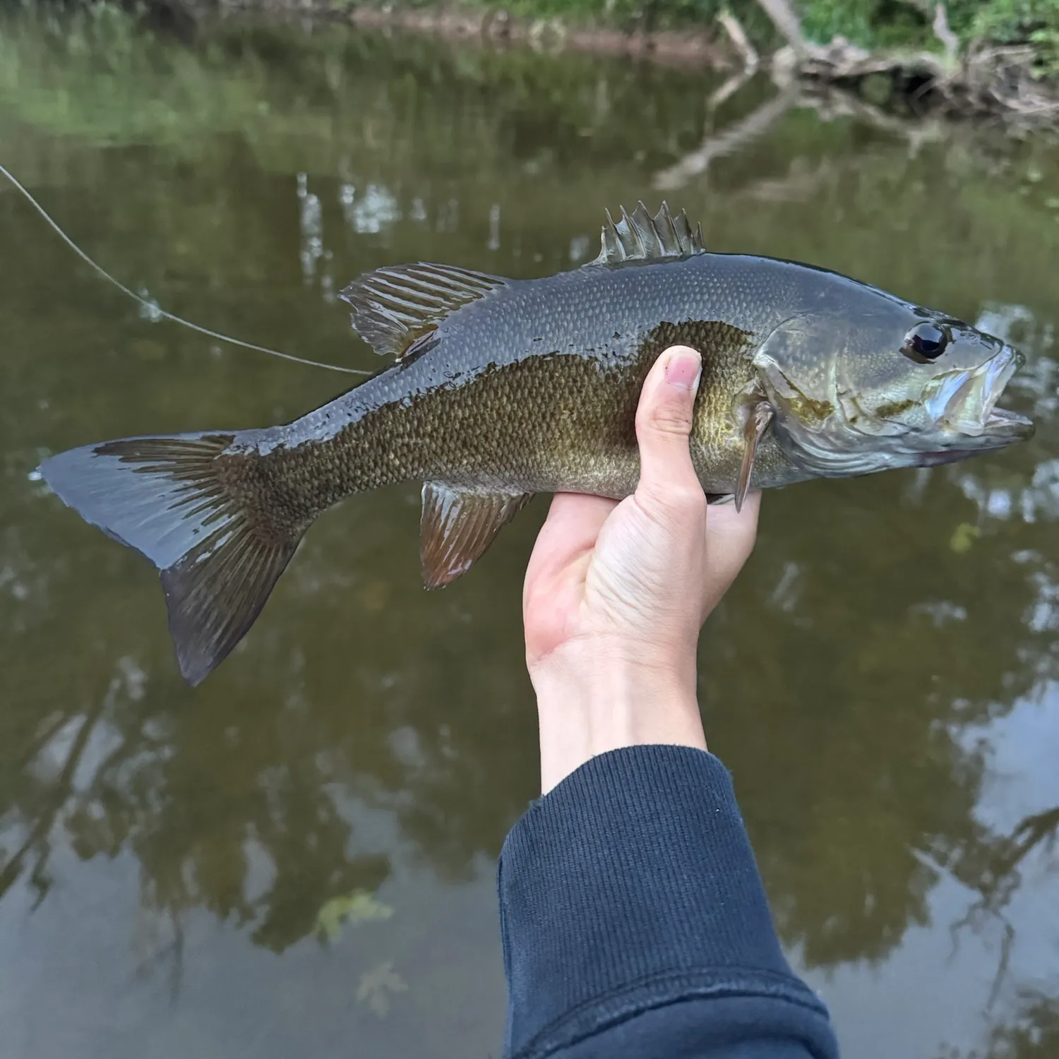 Smallmouth bass caught on Fishbrain