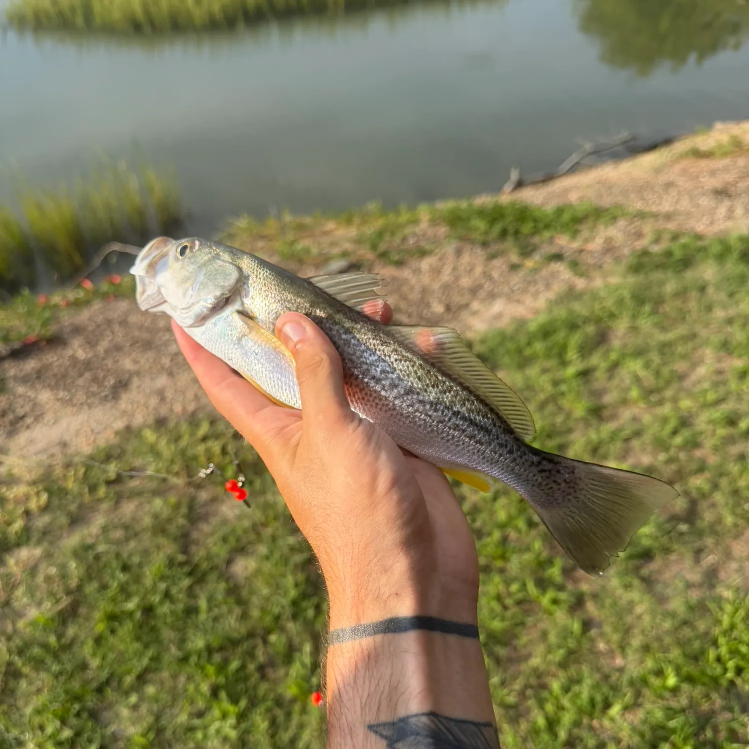 Gray weakfish caught on Fishbrain