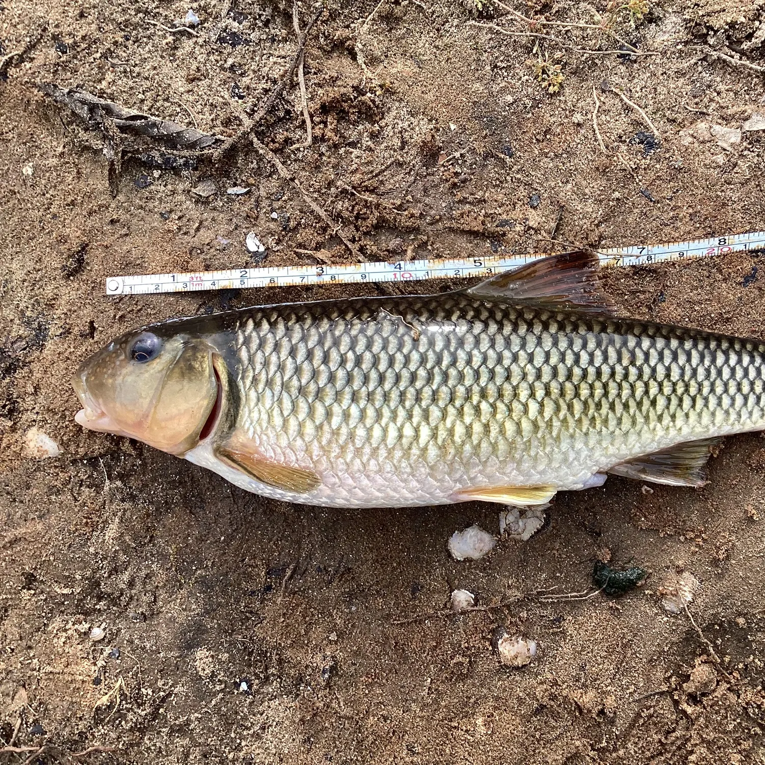 The most recent Bluehead chub catches on Fishbrain