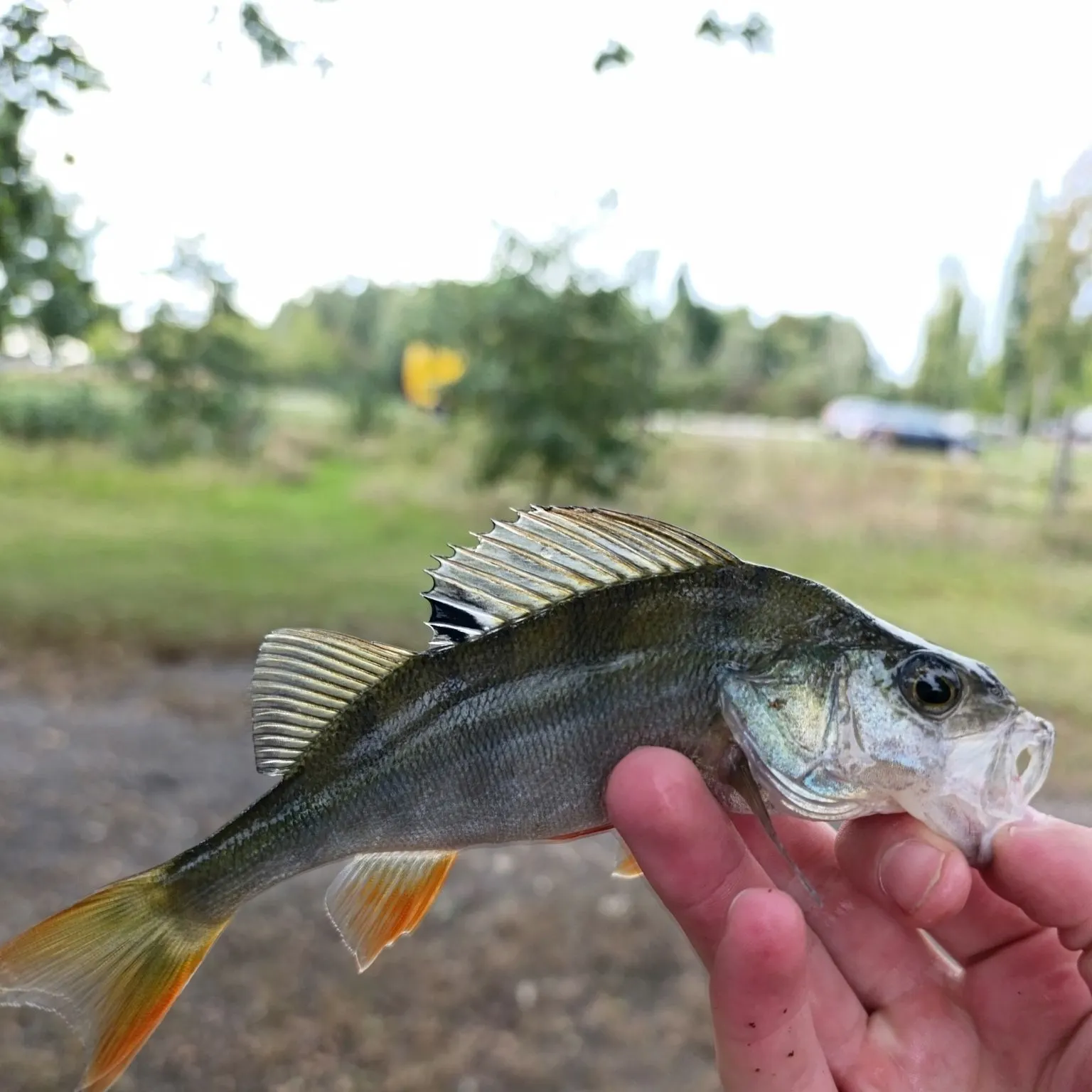 European perch caught on Fishbrain