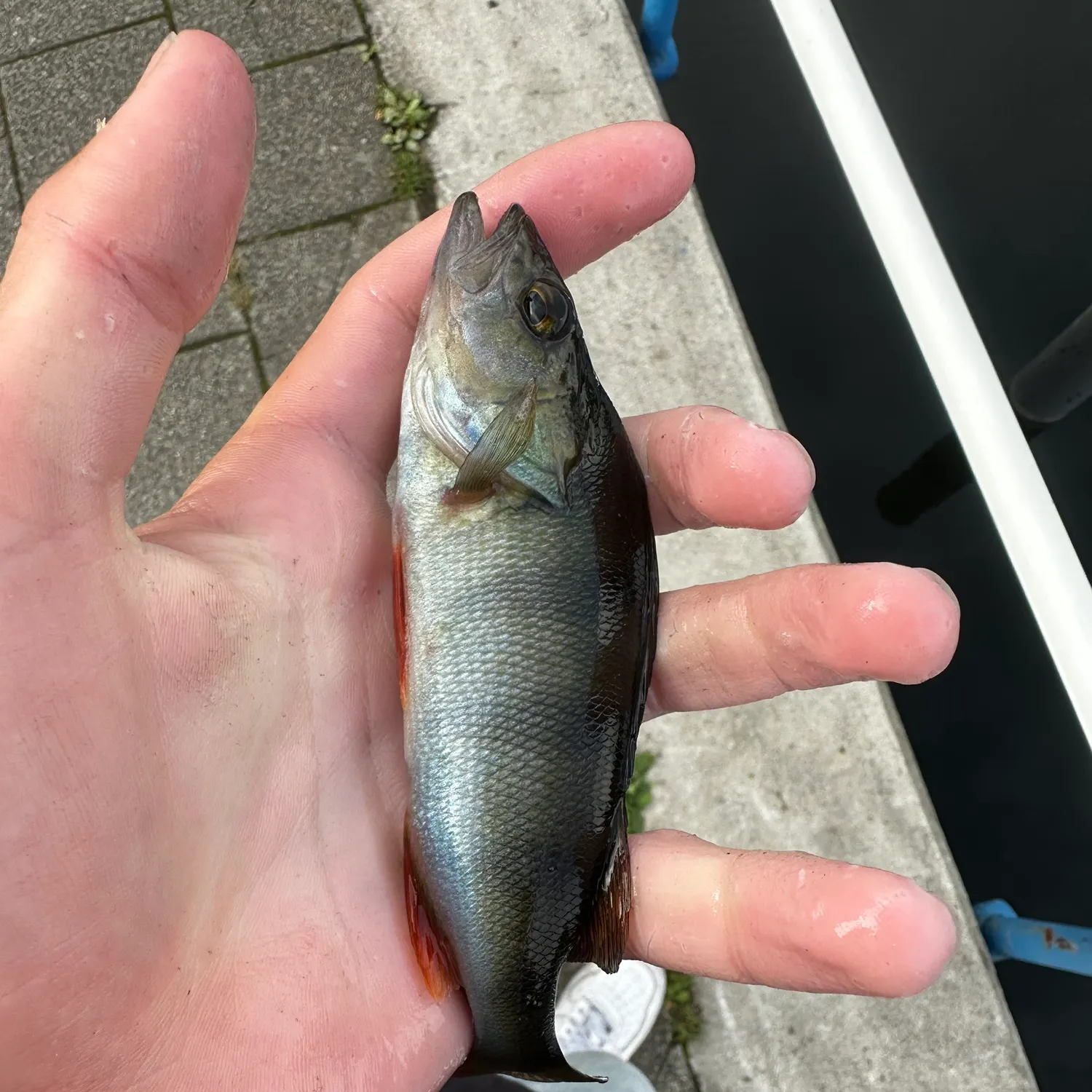 European perch caught on Fishbrain