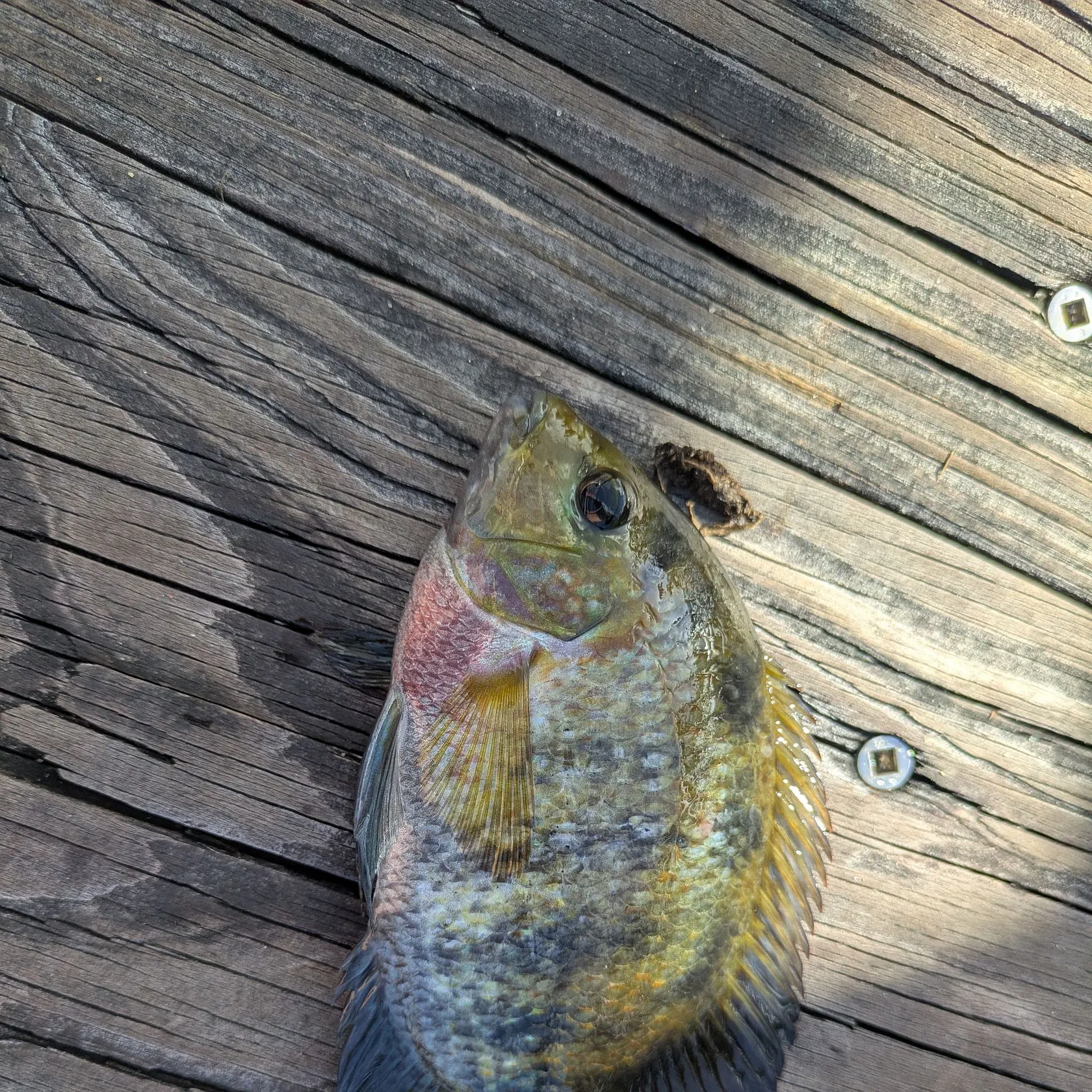 The most recent Black acara catches on Fishbrain