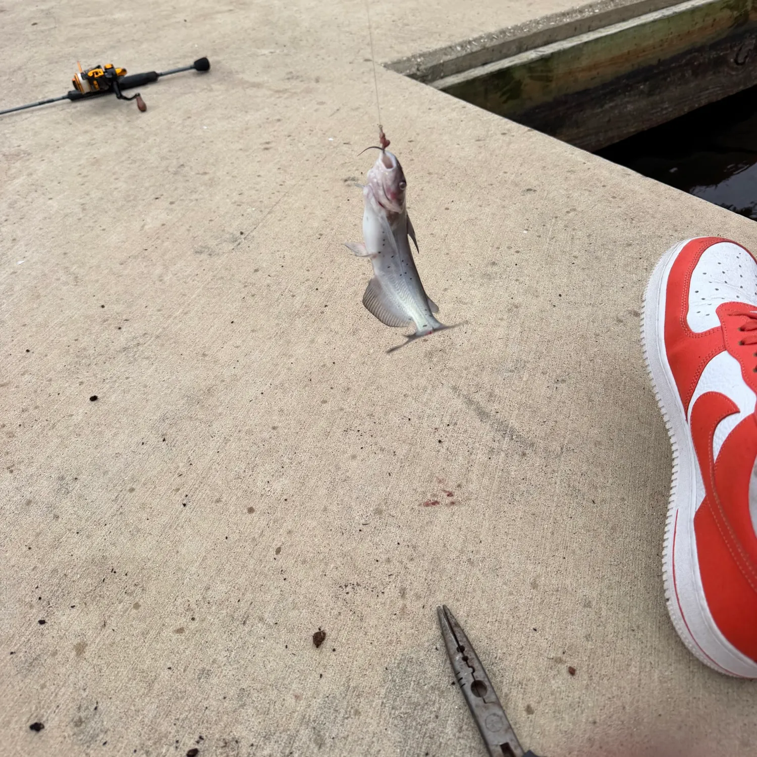 Channel catfish caught on Fishbrain