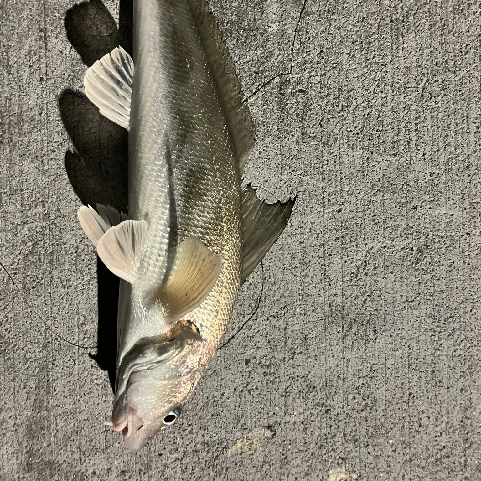 The most recent Southern kingcroaker catches on Fishbrain