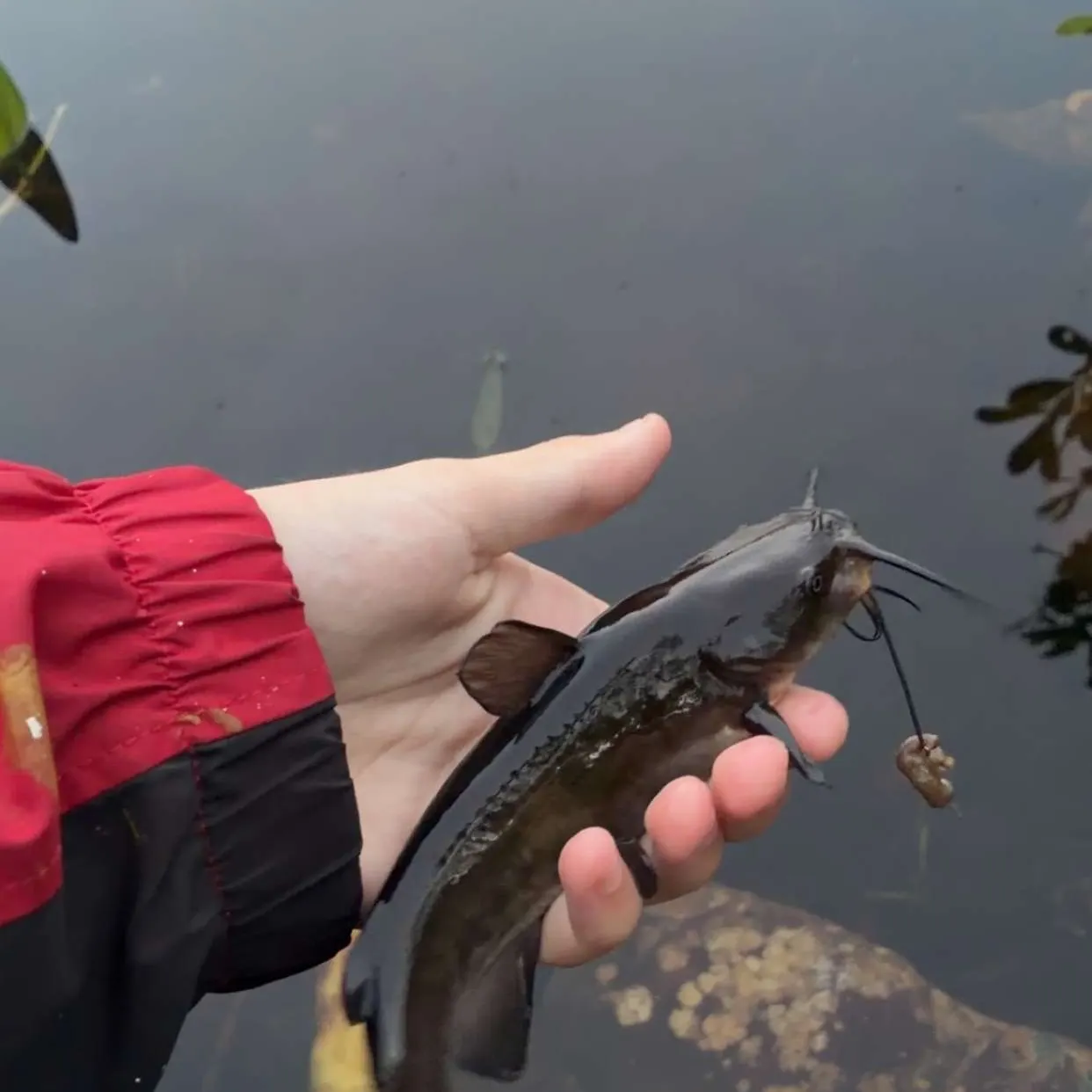 Brown bullhead caught on Fishbrain