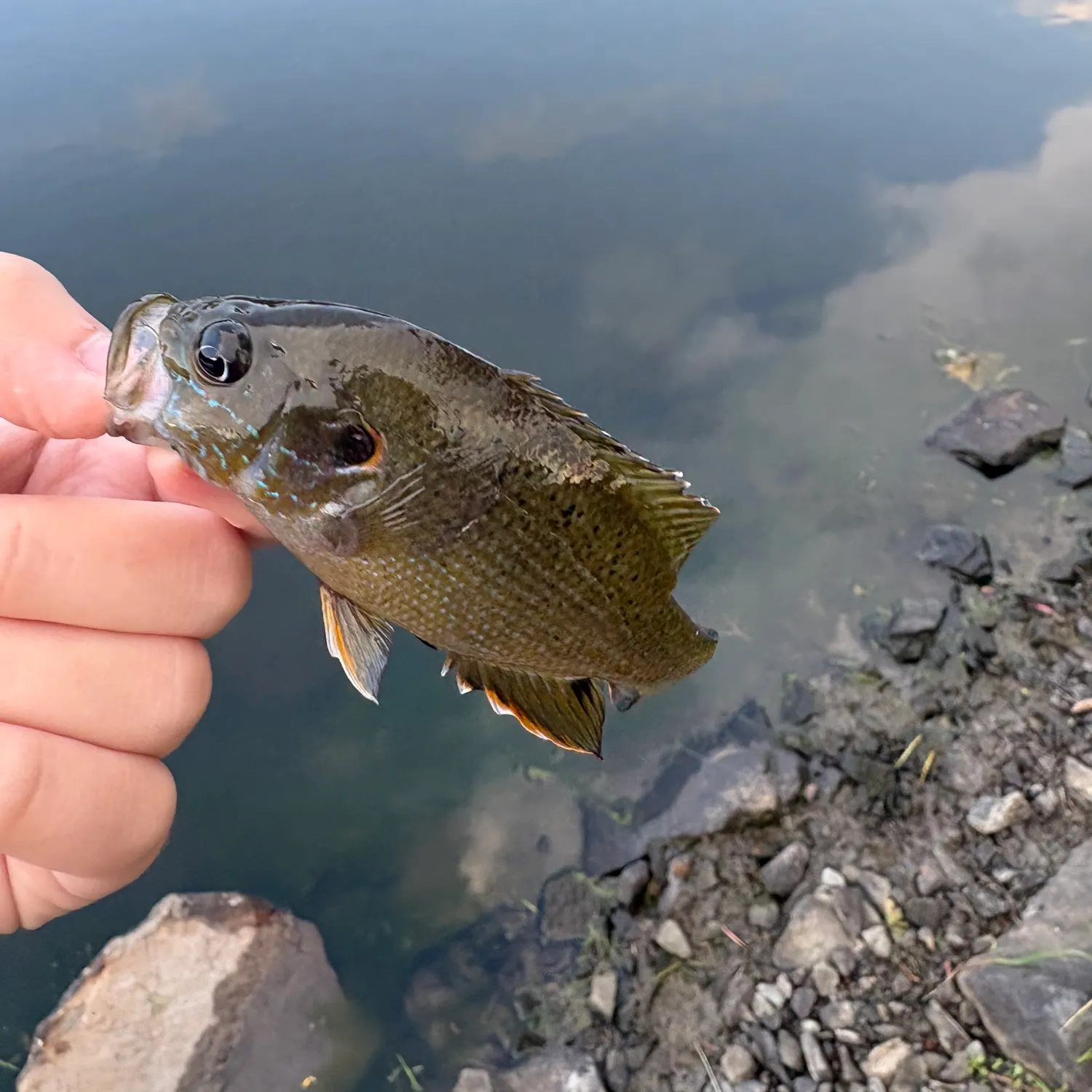 Green sunfish caught on Fishbrain