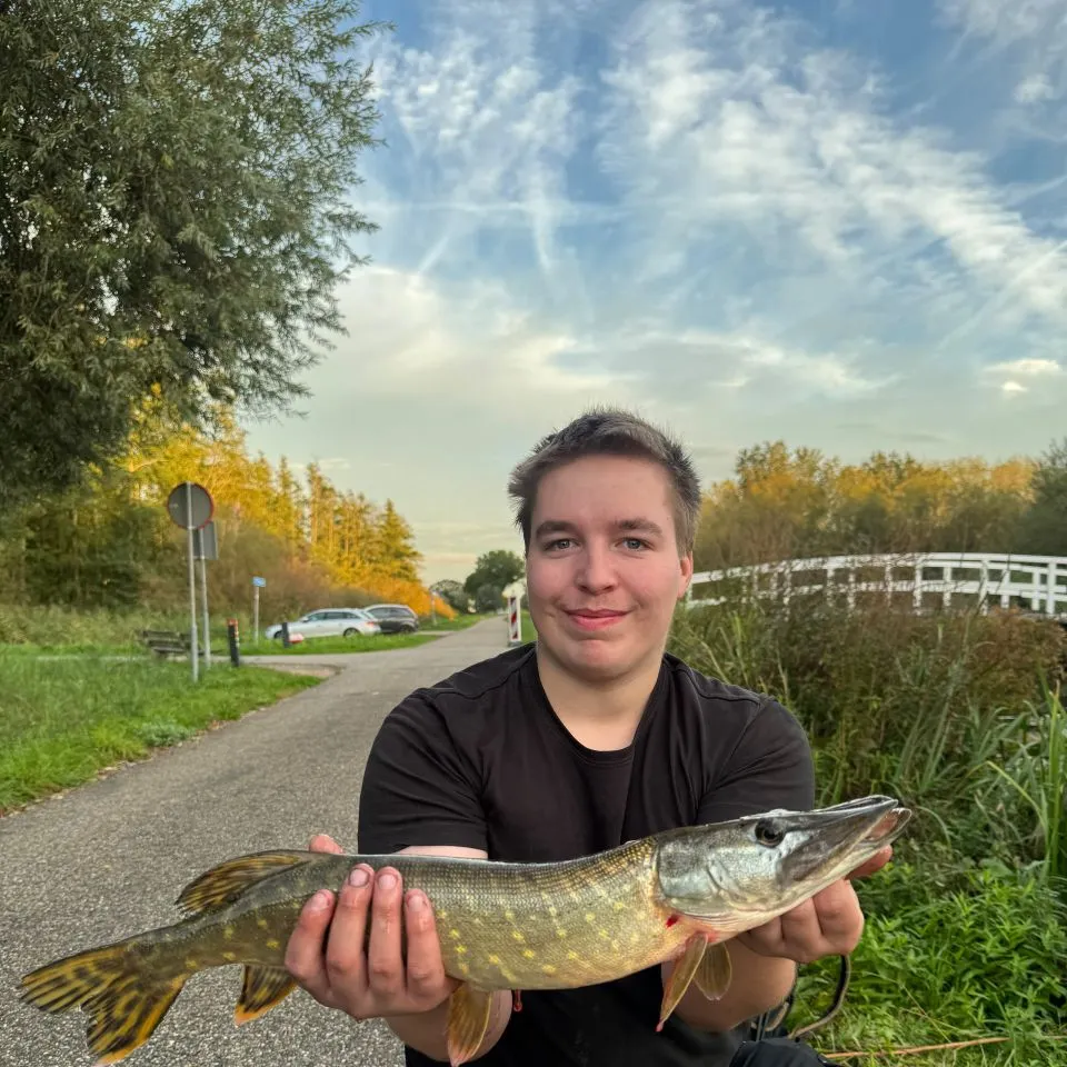 Northern pike caught on Fishbrain