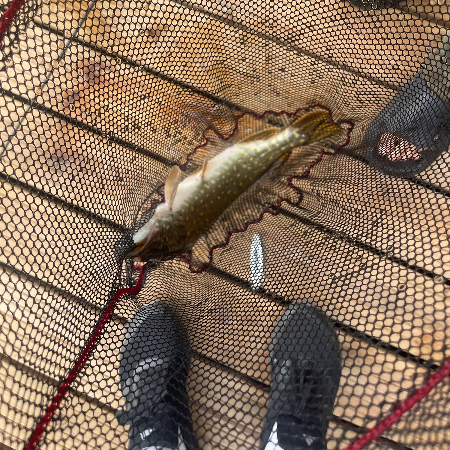 Northern pike caught on Fishbrain