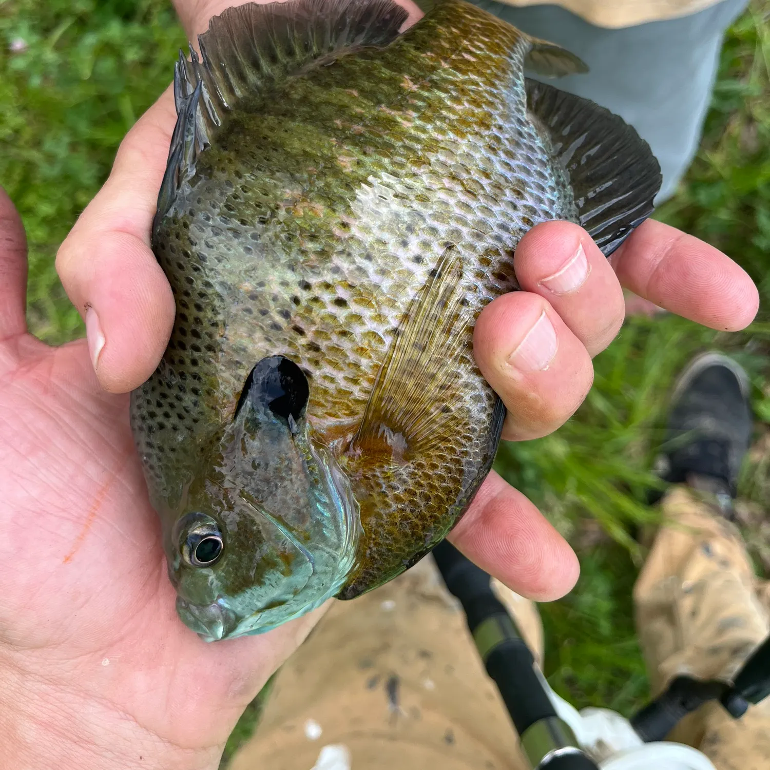 catch