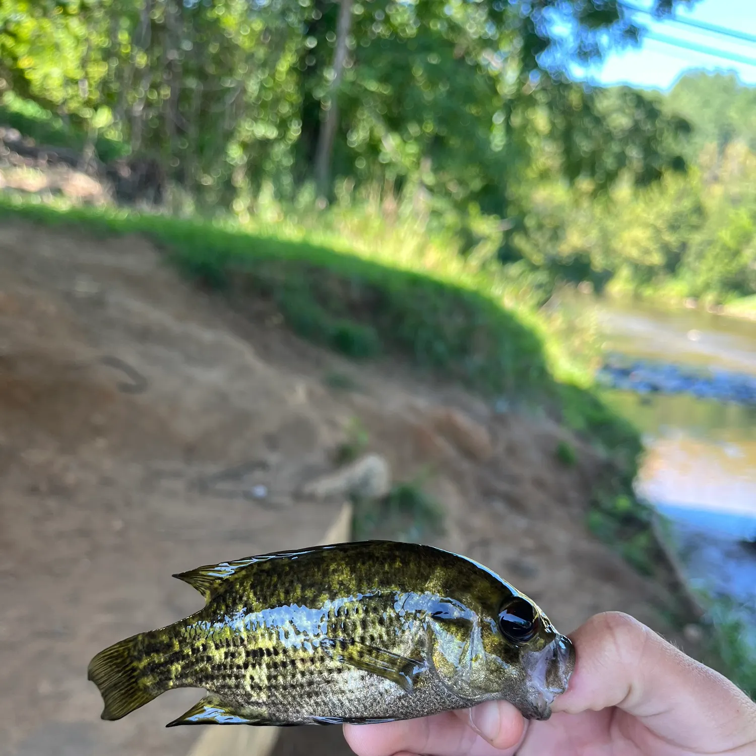Rock bass caught on Fishbrain