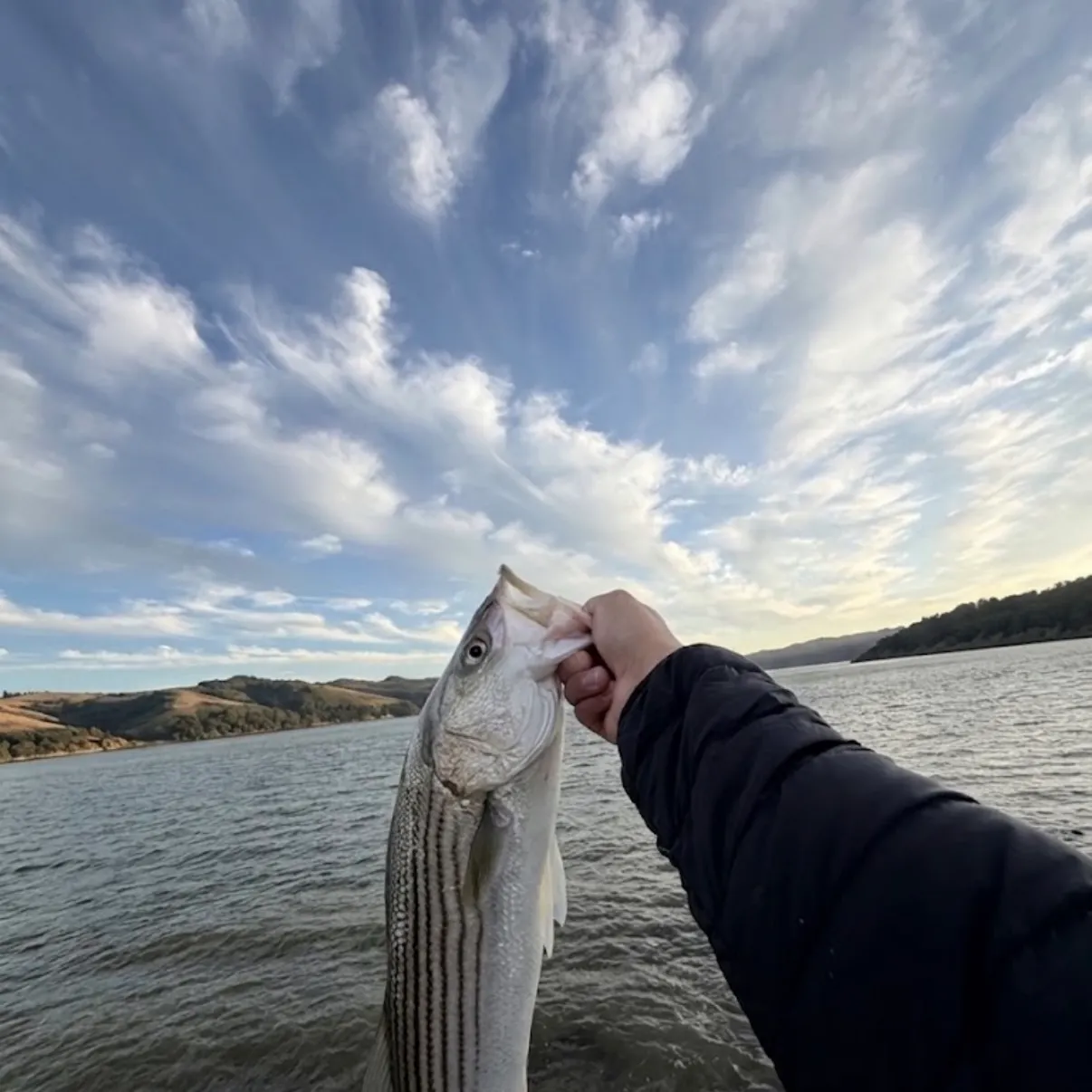 Striped bass caught on Fishbrain