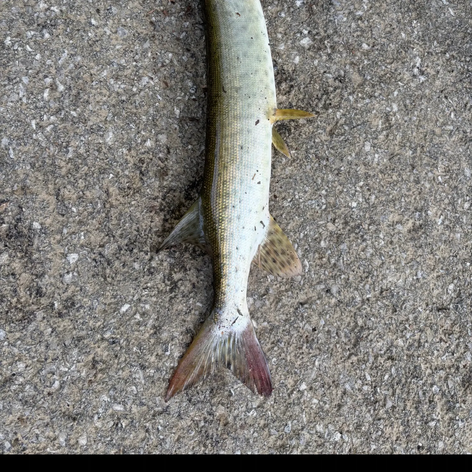 The most recent Muskellunge catches on Fishbrain