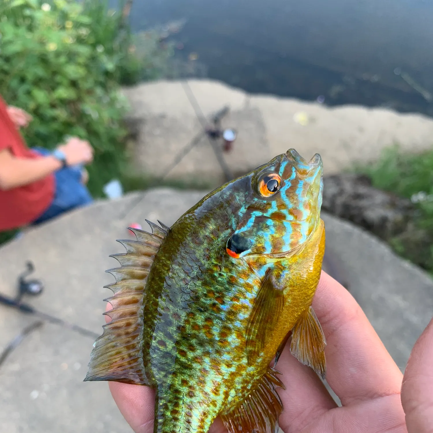 Pumpkinseed caught on Fishbrain