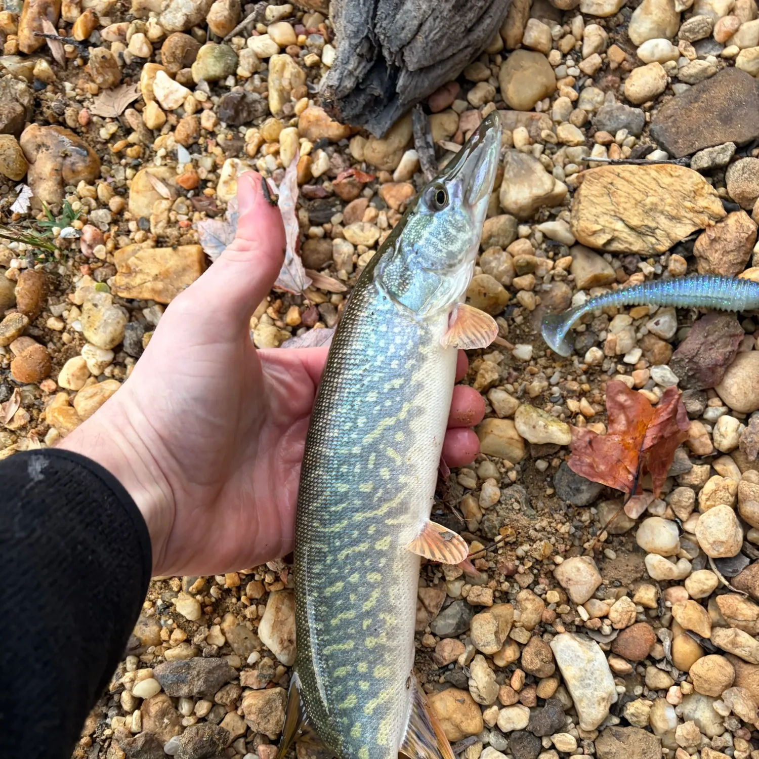 Northern pike caught on Fishbrain
