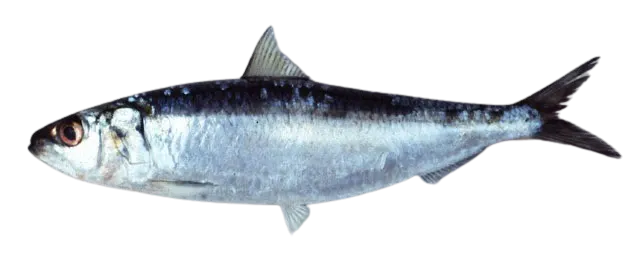 Bali sardinella