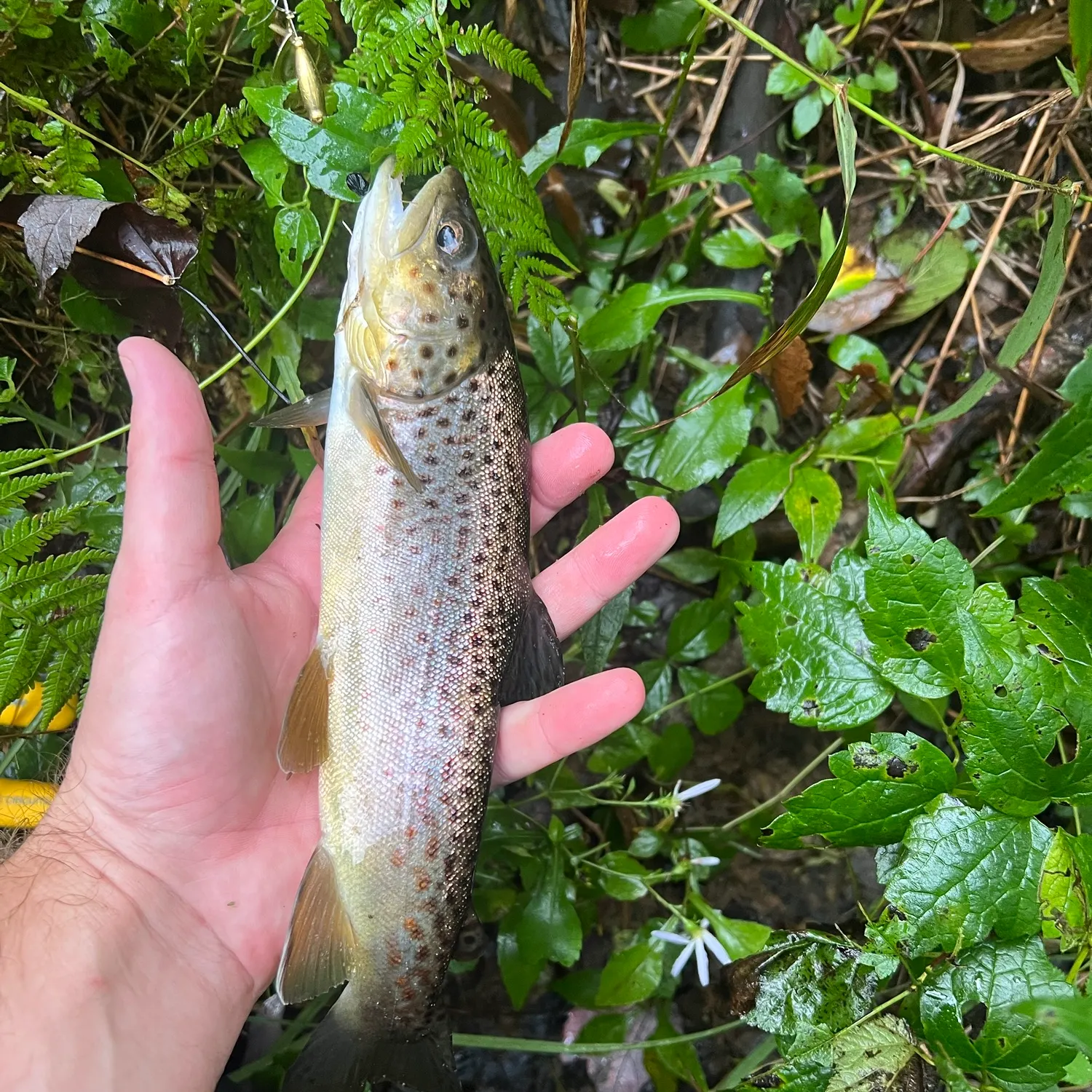 Brown trout caught on Fishbrain