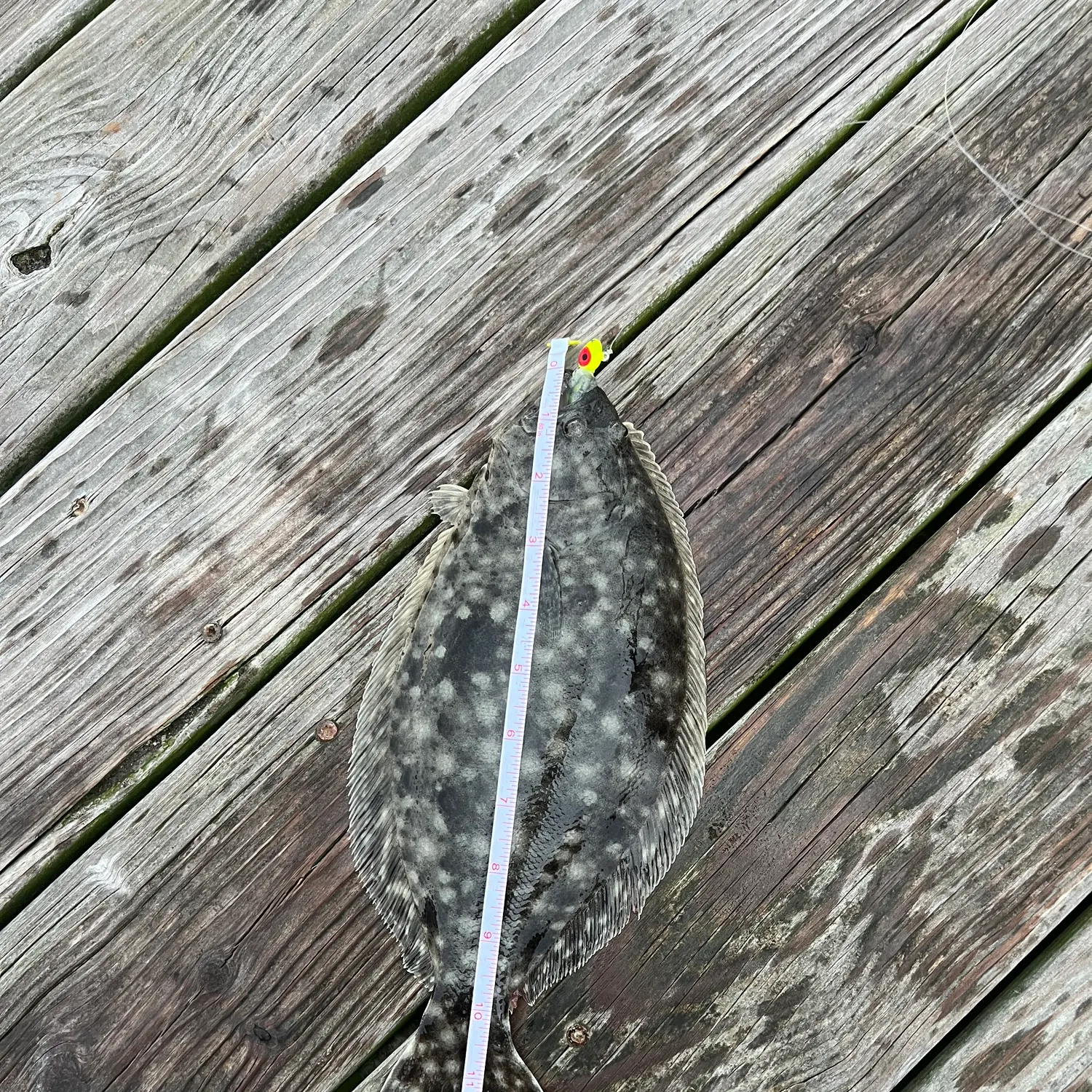 Summer flounder caught on Fishbrain