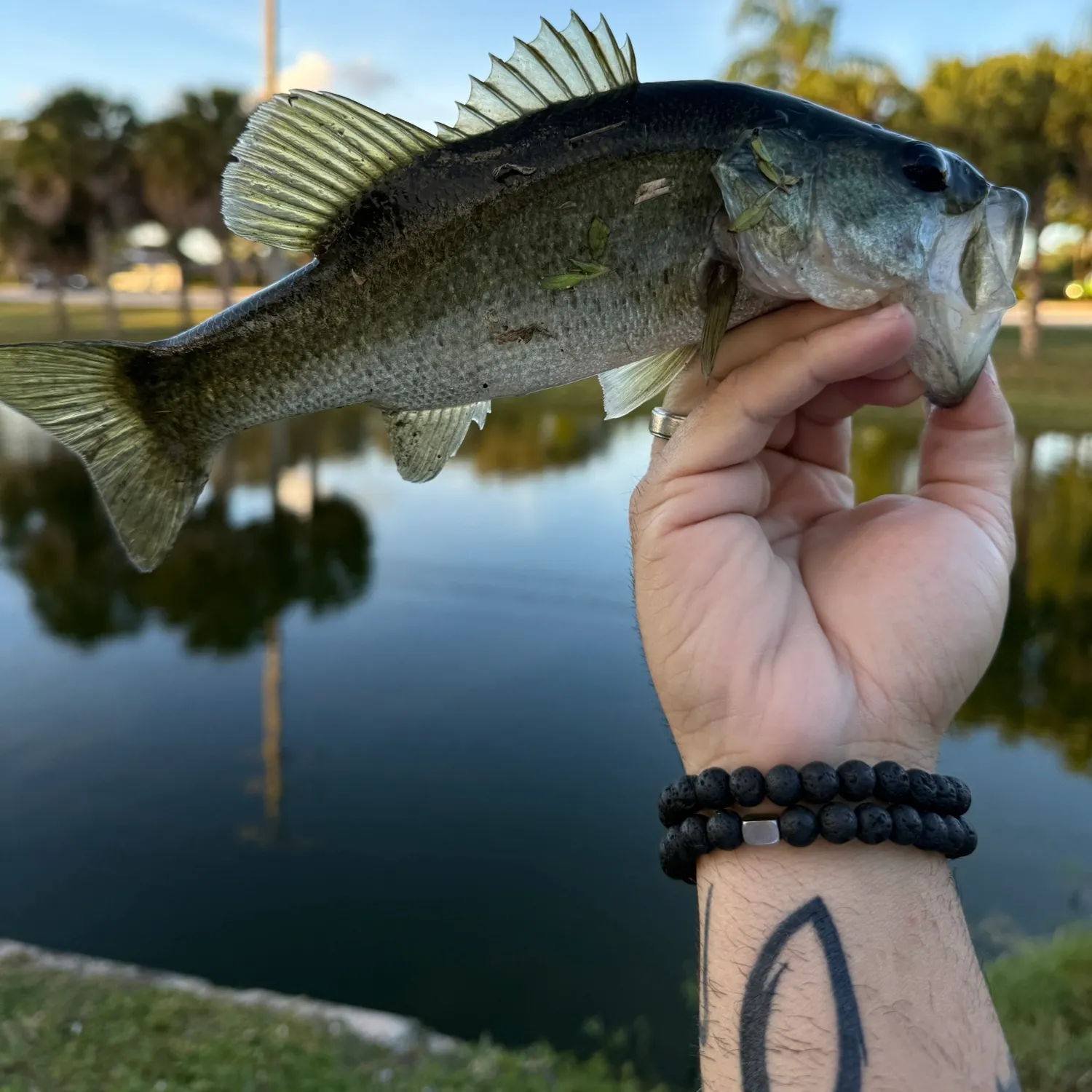 The most recent Largemouth bass catches on Fishbrain