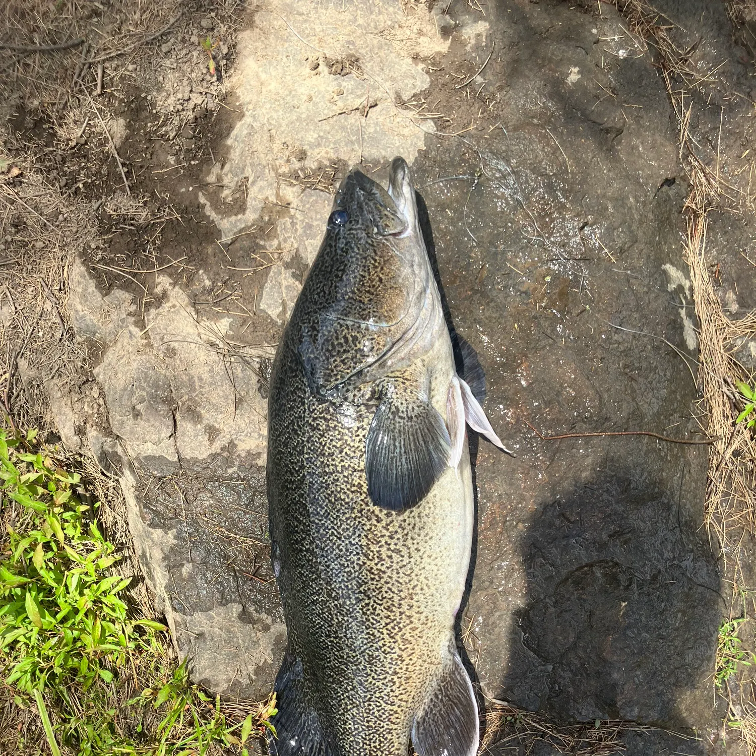 The most recent Murray cod catches on Fishbrain