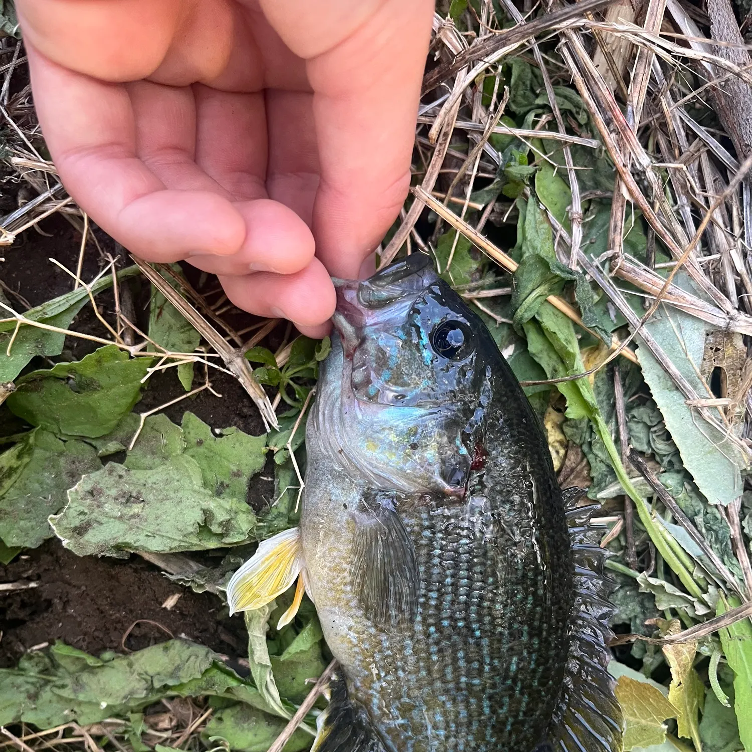 Greengill hybrid caught on Fishbrain