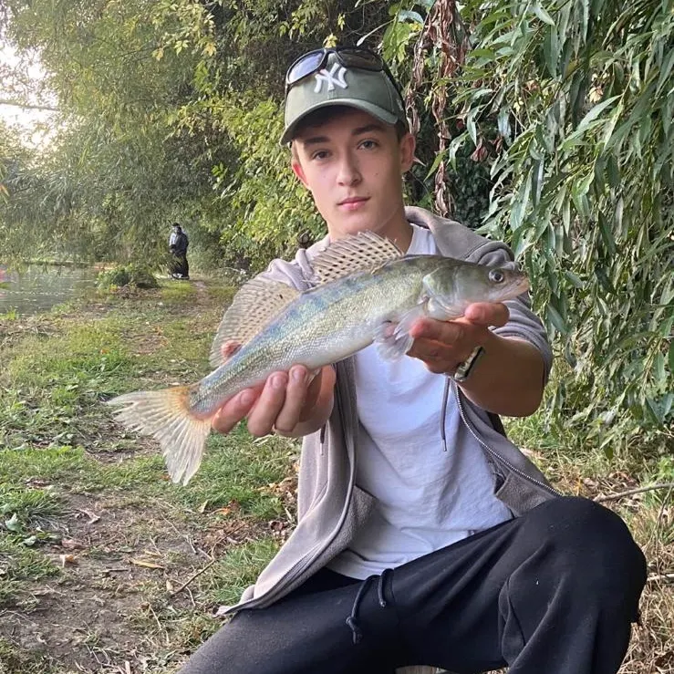 Zander caught on Fishbrain