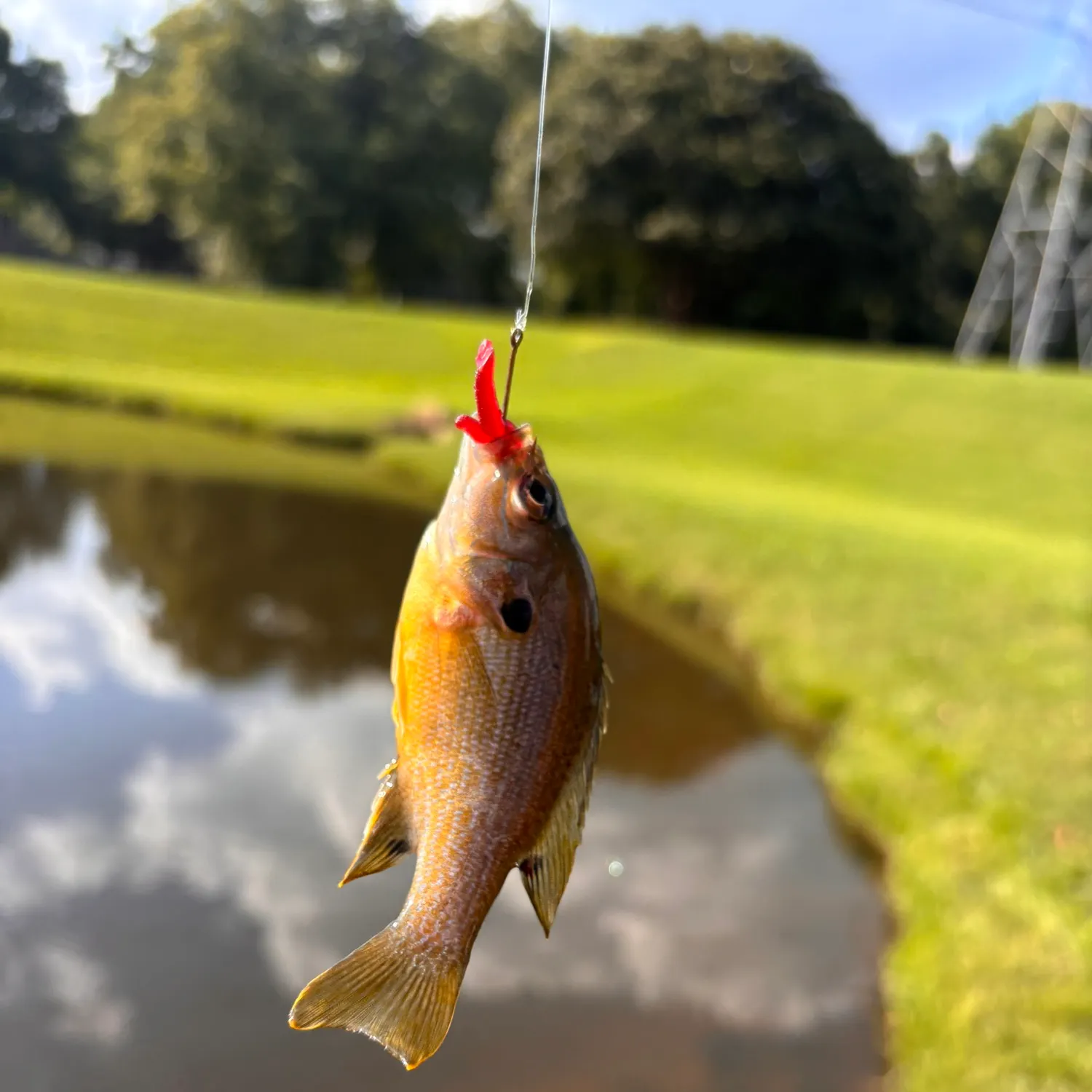 Green sunfish caught on Fishbrain