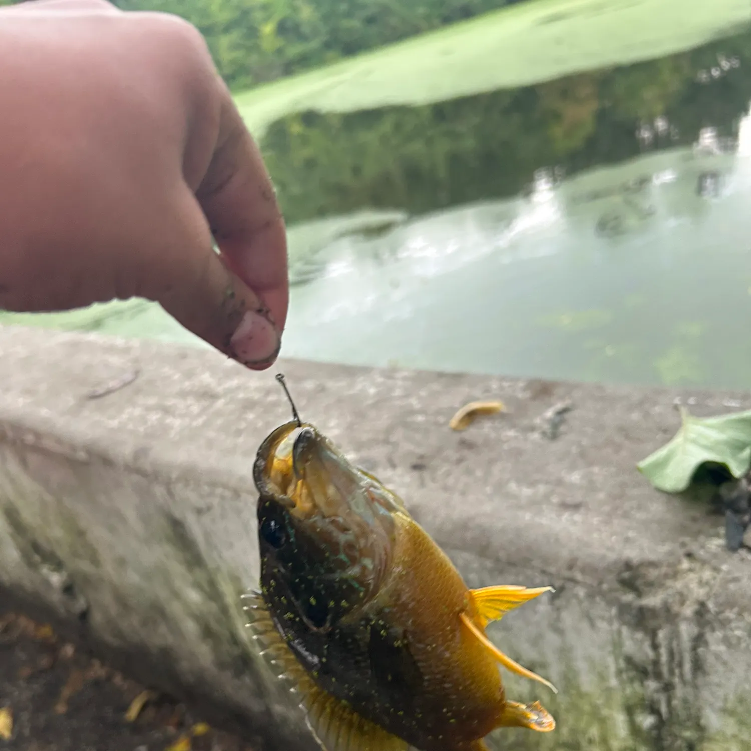 Green sunfish caught on Fishbrain