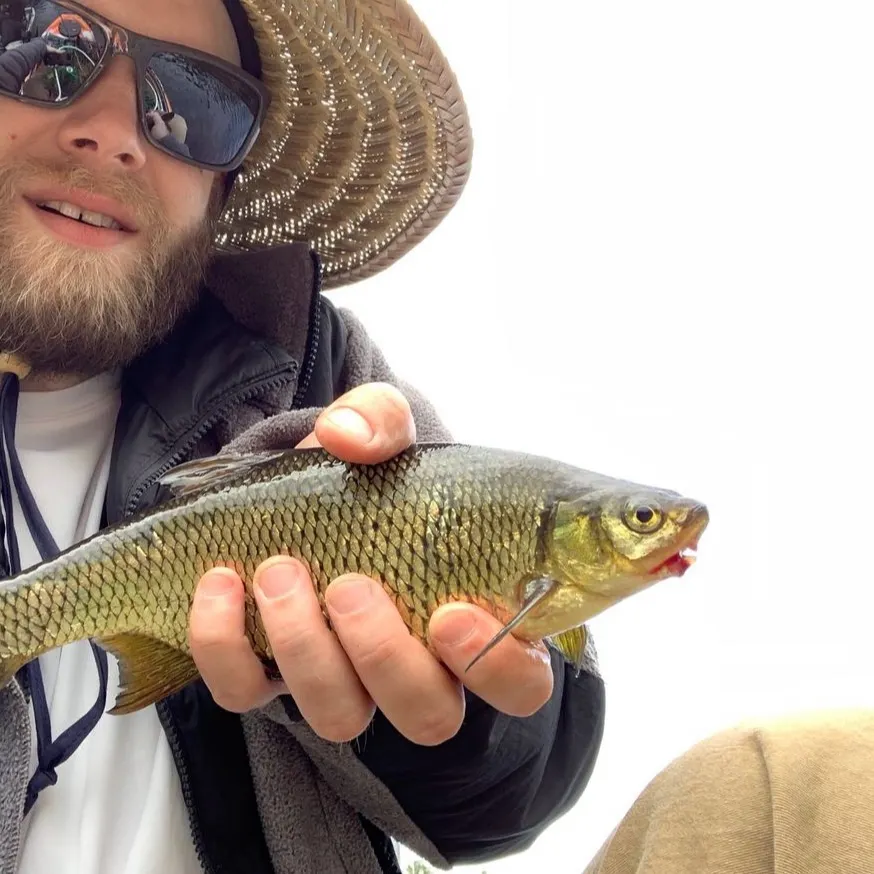 Golden shiner caught on Fishbrain