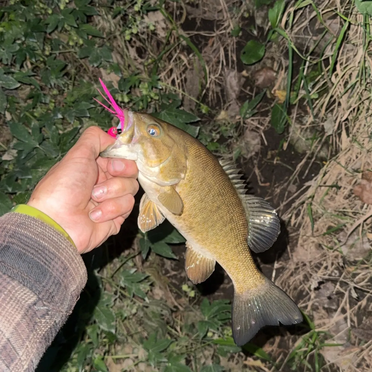 Smallmouth bass caught on Fishbrain