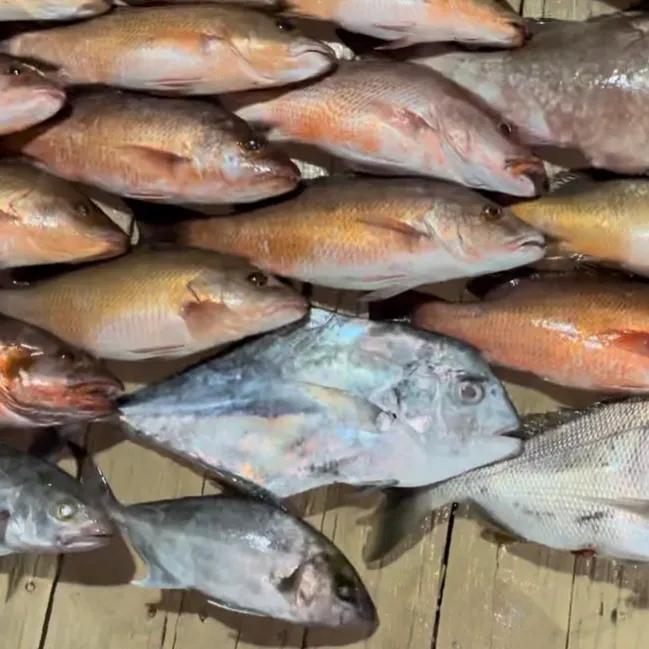The most recent Atlantic moonfish catches on Fishbrain