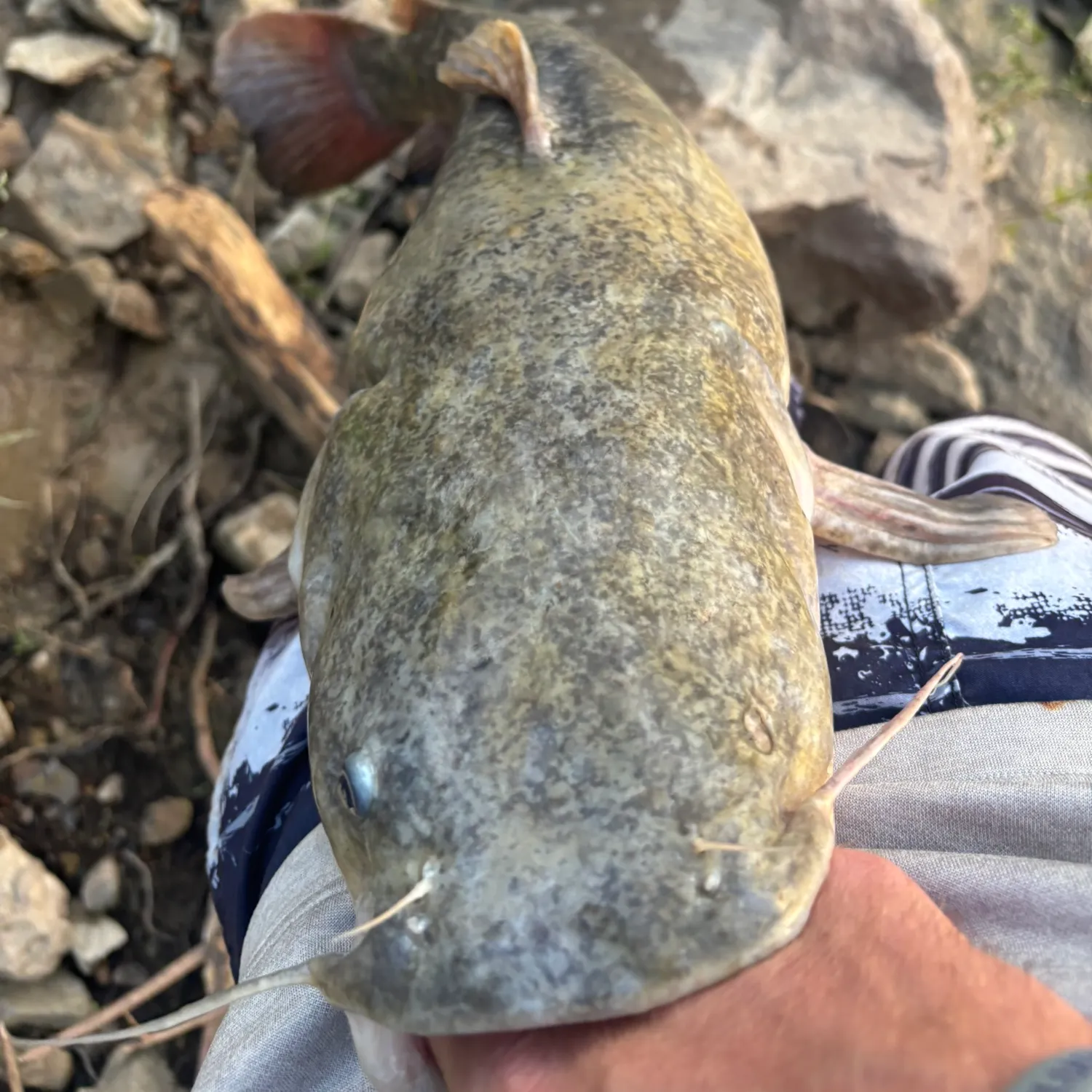 Flathead catfish caught on Fishbrain
