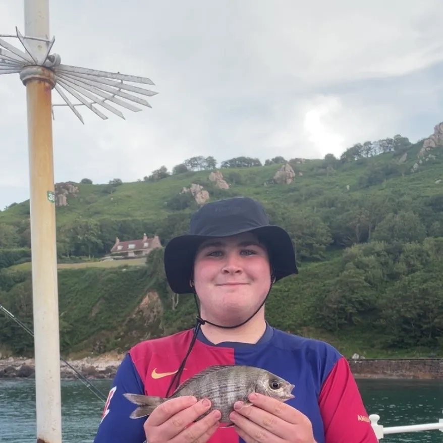 The most recent Black seabream catches on Fishbrain