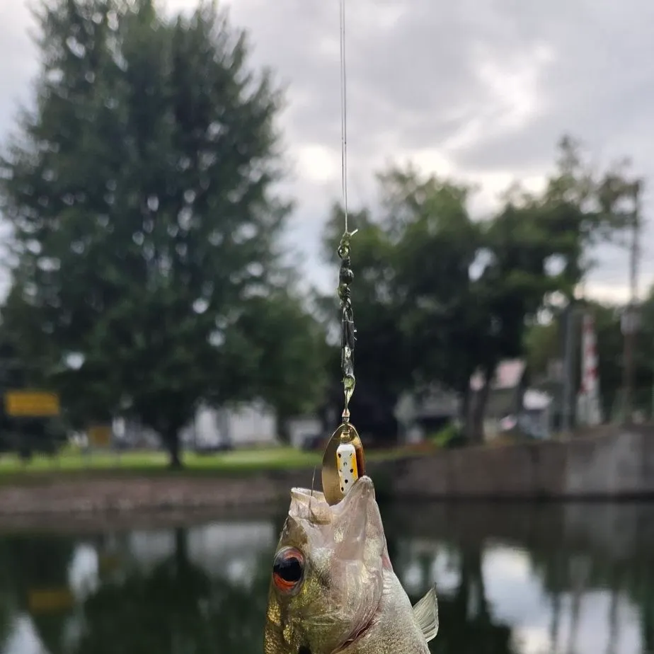 Rock bass caught on Fishbrain