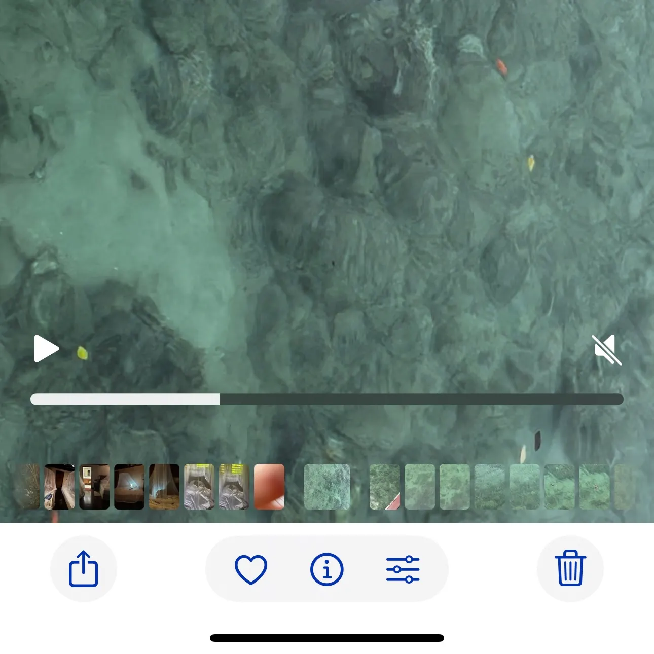 The most recent Bigfin reef squid catches on Fishbrain