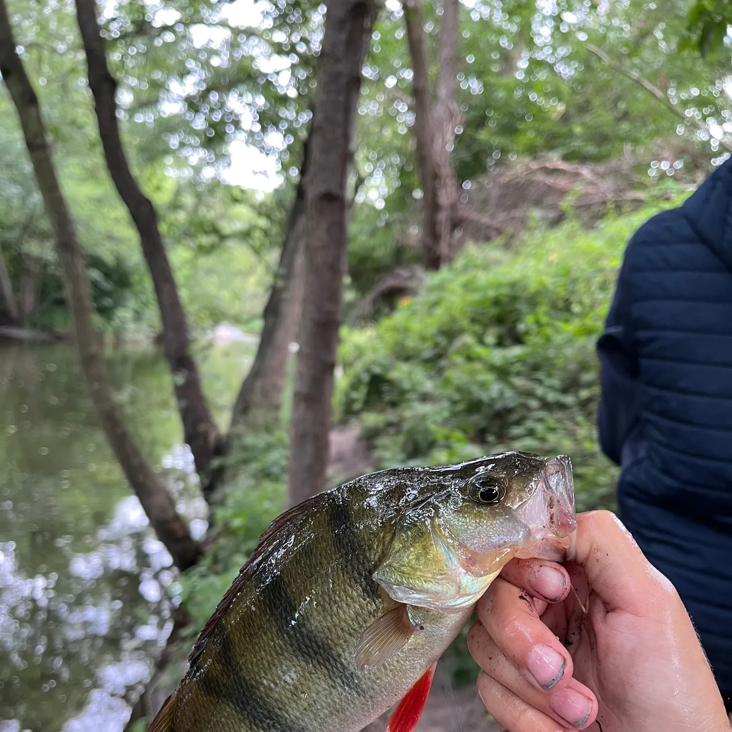 European perch caught on Fishbrain