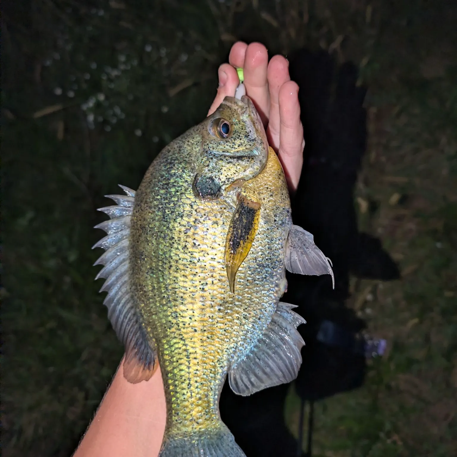Redear x bluegill caught on Fishbrain