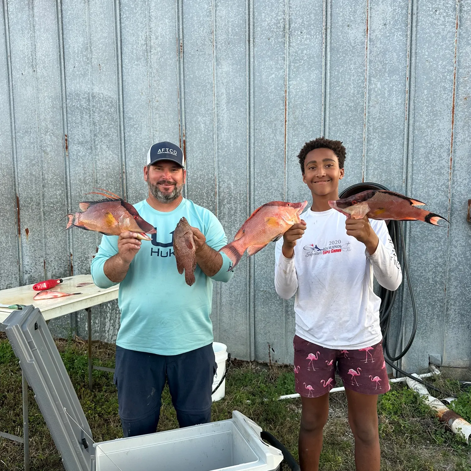 The most recent Hogfish catches on Fishbrain