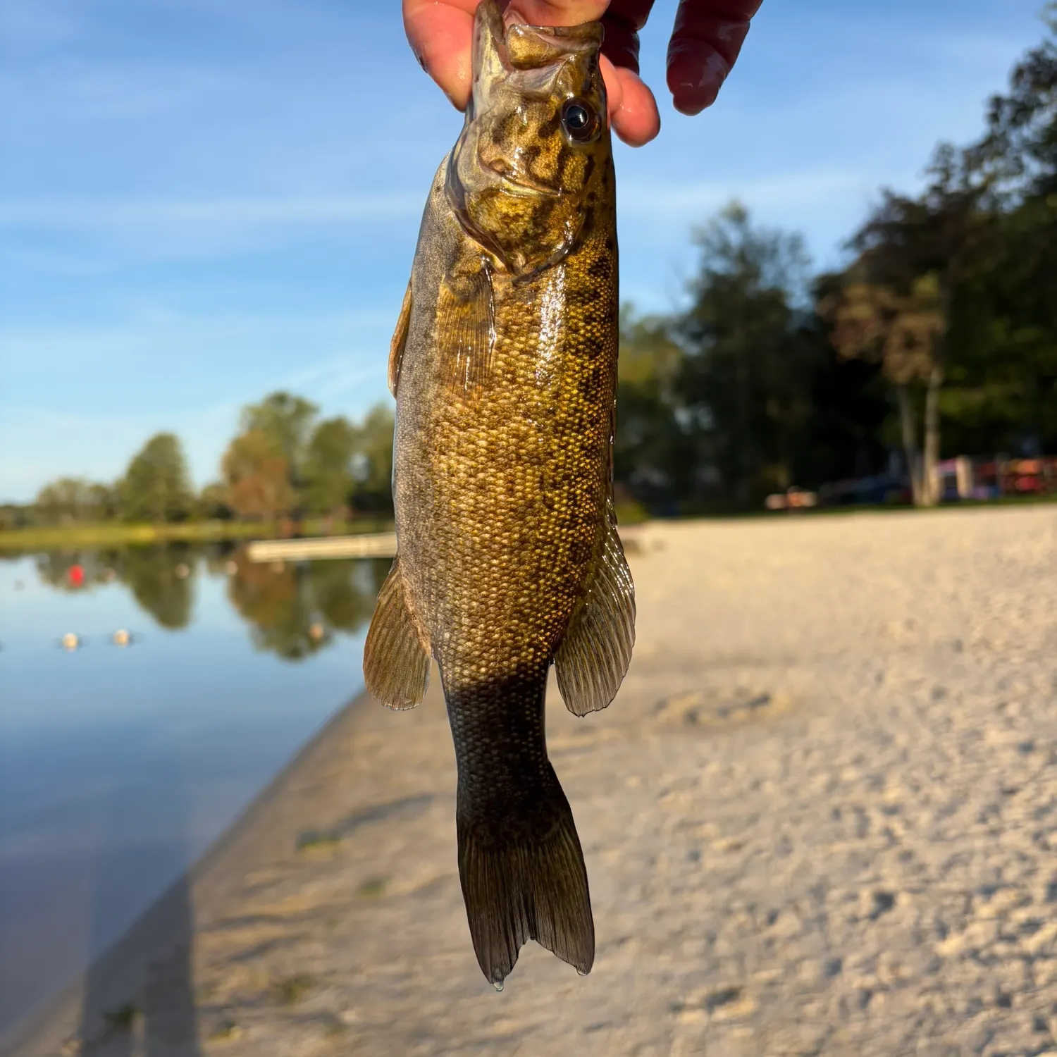 Smallmouth bass caught on Fishbrain